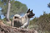 AKITA AMERICAIN 053